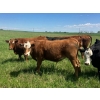 Image 5 : Holmes Cattle Co. - 1050# June/July Delivery Grass Steers - 60 Head (Cayley, AB)
