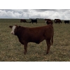 Image 11 : Jones Hereford Ranch - 690# October Delivery Steer Calves - 82 Head (Balzac, AB)