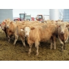 Image 6 : Williamson Farms - 963# Feb/March Delivery Steers - 194 Head (Lomond, AB)