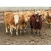 Image 3 : Wiens Family Farm - 1000# January Delivery Steers - 63 Head (Lomond, AB) VBP+