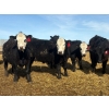 Image 4 : Blandford Farms Ltd. - 930# April/May Delivery Steers - 185 Head (Scandia, AB)