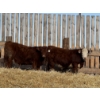 Image 5 : Hopper Farms/Jace Poffenroth - 900# February Delivery Steers - 68 Head (Eckville, AB)