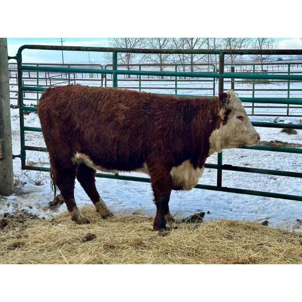 Jim Northcott - 1 Heifer (Pen 508)