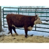 Image 1 : Jim Northcott - 1 Heifer (Pen 508)