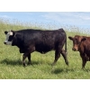Image 2 : Church Hill Land & Cattle - 15 Black/BBF April/May Calving Bred Heifers (Coderre, SK)