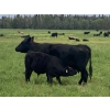 Image 5 : Dennis & Graham Overguard - 650# October Steer Calves - 70 Head (Sundre, AB)
