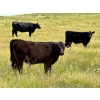 Image 4 : Starland Colony - 680# October Delivery Steer Calves - 60 Head (Drumheller, AB)