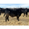 Image 1 : Rose Creek Ranch - 1000# April Delivery Steers - 150 Head (Alder Flats, AB) 