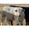 Image 4 : Copperfield Farming - 710# January Weaned Steers - 80 Head (Vauxhall, AB)