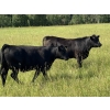 Image 3 : Midpoint Farms - 900# October Delivery Grass Heifers - 210 Head (Drayton Valley, AB)