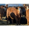 Image 2 : Jeff MacMillan - 825# March/April Delivery Steers - 60 Head (Marquette, MB)