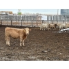 Image 10 : Lowe Ranches - 584# December Delivery Weaned Heifers - 92 Head (Nanton, AB)