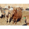 Image 3 : Winn Man Farms - 750# March Delivery Steers - 160 Head (Winnipegosis, MB)