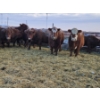 Image 7 : Stensrud Cattle Co. - 2 Red Cows (Pen 410)