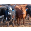 Image 3 : Bezan Cattle Corporation - 725# March Delivery Steers - 75 Head (Midale, SK)
