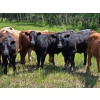 Image 3 : Ranahan Ranch - 700# June/July Delivery Grass Steers - 84 Head (Whitewood, SK)