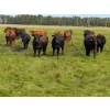 Image 6 : Chipping Hill Cattle Co. - 1025# October Delivery Grass Steers - 300 Head (Zhoda, MB)