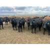 Image 6 : Babcock Livestock - 930# August Delivery Heifers - 212 Head (Czar, AB)