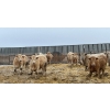 Image 2 : Cross Bar Ranch - 1050# April Delivery Steers - 54 Head (Consort, AB)