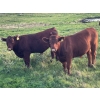 Image 3 : Bar 3 Ranches Ltd. - 1050# August Delivery Grass Steers - 290 Head (Erskine, AB)