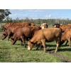Image 3 : Garth & Theresa Kauppi - 1050# September Delivery Grass Heifers - 27 Head (Eckville, AB)