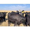 Image 8 : Boggy Springs Ranch - 1050# September Delivery Grass Heifers - 85 Head (Maple Creek, SK)