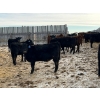Image 2 : L & J Ranch - 730# January Delivery Heifers - 85 Head (Harptree, SK)