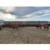 Image 6 : Sierra Colony Farms Ltd. - 650# January Delivery Weaned Steers - 88 Head (Eastend, SK)