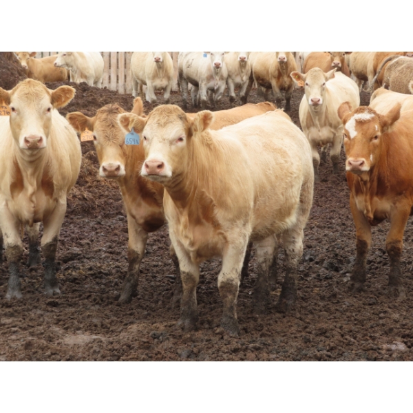 Little Rainbow Ranch - 910# September Yearling Heifers - 67 Head (Moosomin, SK)