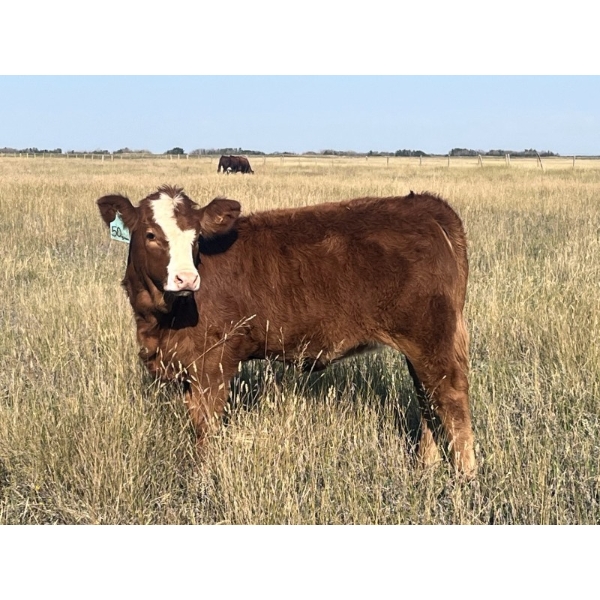 Kim & Ryley Cooper - 490# October Delivery Heifer Calves - 50 Head (Hemaruka, AB)