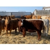 Image 5 : Rusty Ridge Cattle Co. Ltd. - 850# February Delivery Heifers - 64 Head (Bowden, AB)