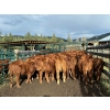 Image 2 : Bob & Donna, Nikita Leavitt - 540# October Delivery Heifer Calves - 30 Head (Kamloops, BC) VBP+