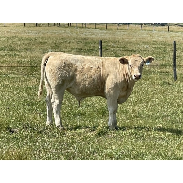 Patton Ranches Ltd. - 675# October Delivery Steer Calves - 90 Head (Maycroft, AB)