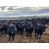 Image 11 : Shay & Sharmon Wilson - 920# March Delivery Steers - 115 Head (Bow Island, AB)