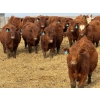 Image 2 : 9X Enterprises - 740# April Delivery Steers - 65 Head (Millicent, AB)