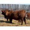 Image 3 : Jordan Livestock - 40 Red Replacement Heifers (Rimbey, AB)