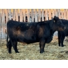 Image 4 : Cornerglen Ranching (McNeil) - 10 Black Simm/Angus X April/May Calving Bred Heifers (Crestomere, AB)