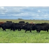 Image 4 : Triangle D Land & Cattle Co. - 825# September Delivery Grass Steers - 95 Head (Hanley, SK)