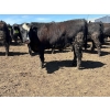 Image 6 : Birch Island Land & Cattle - 1050# May Delivery Steers - 228 Head (Rhein, SK)