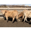 Image 21 : Williamson Farms - 922# April Delivery Heifers - 250 Head (Bow City, AB)
