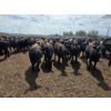 Image 12 : Cattlewood Farms Ltd. - 740# June Delivery Heifers - 145 Head (Fincastle, AB)