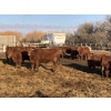 Image 10 : X Bar X Cattle Co. Ltd. - 948# April Delivery Steers - 65 Head (Lomond, AB)
