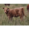Image 8 : J&E Farms Ltd. - 620# November Delivery Heifer Calves - 80 Head (Tilley, AB)
