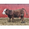 Image 11 : C.O. Johnson & Sons Ranches - 895# February Delivery Steers - 173 Head (Scandia, AB) VBP+