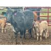 Image 9 : Blue Moon Cattle Co. - 32 Black X Pairs (Irricana, AB)