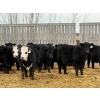 Image 3 : Leon Torkelson - 700# February Delivery Steers - 75 Head (Millicent, AB)