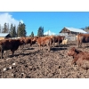 Image 4 : C.H. Priest Contracting Ltd. - 1350# Cows - 45 Head (Ootsa Lake, BC)