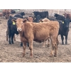Image 10 : K6 Farms - 770# June Delivery Steers - 145 Head (Linden, AB)