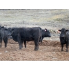 Image 5 : Curtis Farms - 60 Black Angus X Replacement Heifers (Armstrong, BC)