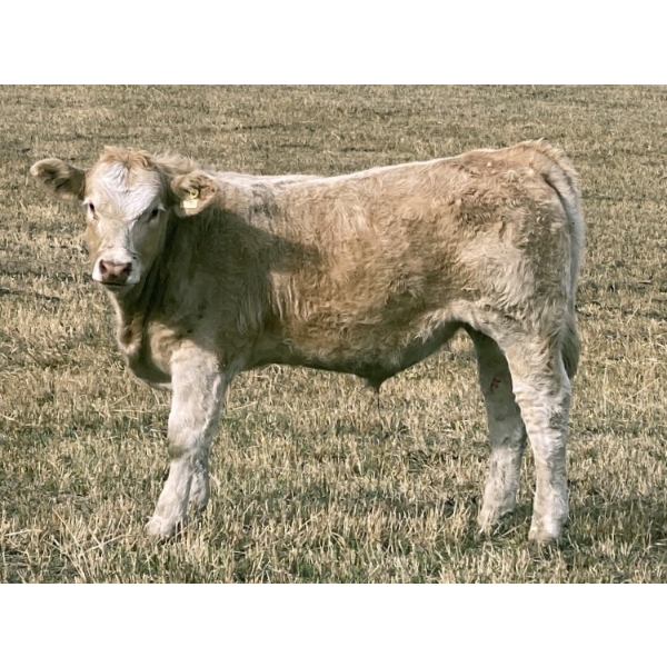 Don & Mike Petersen - 730# Oct/Nov Steer Calves - 85 Head (Sundre, AB)